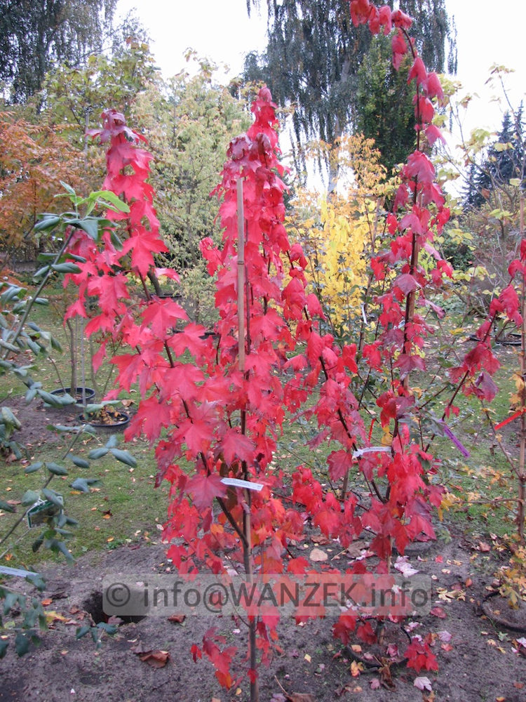 Acer rubrum Autumn Flame 1.JPG